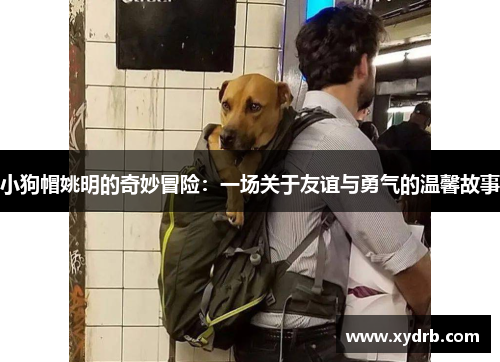 小狗帽姚明的奇妙冒险：一场关于友谊与勇气的温馨故事